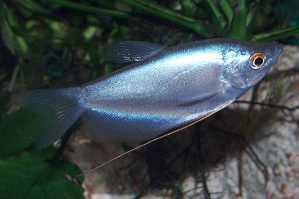 Microlepis means small scales (micro: small, lepis: scales)