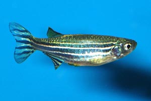 Brachydanio rerio - Zebra fish, Zebra danio - A female zebra fish