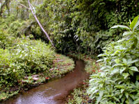 A clearwater stream in Ecuador