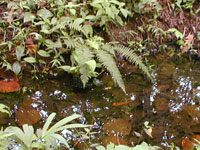 A blackwater creek, Lago Agrio, Ecuador