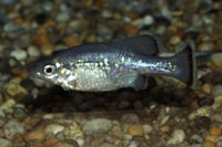 Ameca Splendens