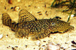 Ancistrus temmincki