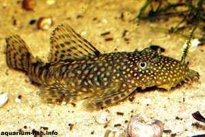 Ancistrus temmincki - Temmincks bristlenose, Bristlenose catfish - Ancistrus temmincki, or Temmincks bristlenose - males sport a bristly nose