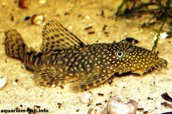 Ancistrus temmincki, or Temmincks bristlenose - males sport a bristly nose