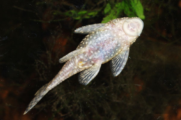 Like most catfish, Ancistrus temmincki feeds by rasping a substrate: bogwood stone, or just the aquarium glass