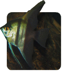 Pterophyllum scalare (Angel fish)