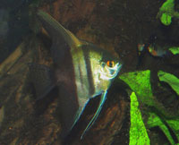 Pterophyllum scalare