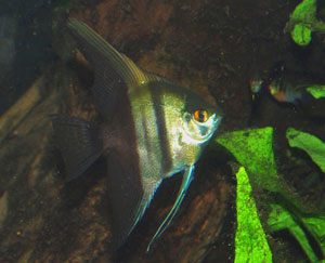 Pterophyllum scalare - Angel Fish - There are many angelfish cultivars; this is the half-black