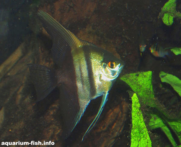 There are many angelfish cultivars; this is the half-black