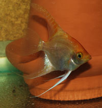 Pterophyllum scalare