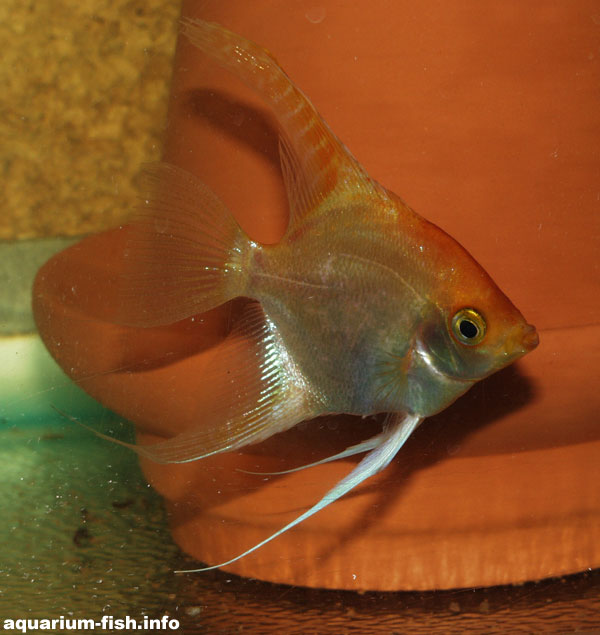 A Gold angelfish in front of a spawning cone; these act as a substrate on which discus and angelfish can spawn