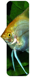 the golden form of the angel fish - Pterophyllum scalare