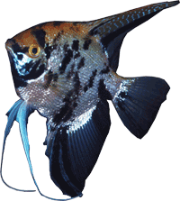 angel fish