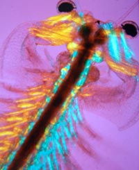 Artemia, or brine shrimp. Close up of the adult shrimp