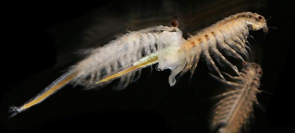 A pair of adult shrimp