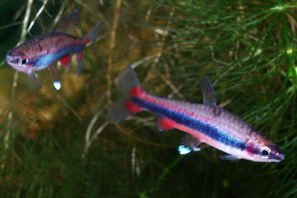 Sparring males look spectacular