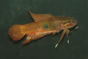 Betta brownorum - Browns anabantid - Females like this one have a smaller spot on their sides