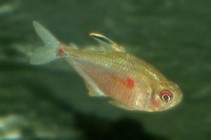 Hyphessobrycon erythrostigma - Bleeding heart tetra - The bleeding heart tetra gets its name from the heart shaped red spot on its body