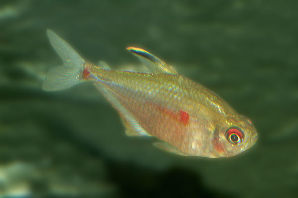 The bleeding heart tetra gets its name from the heart shaped red spot on its body