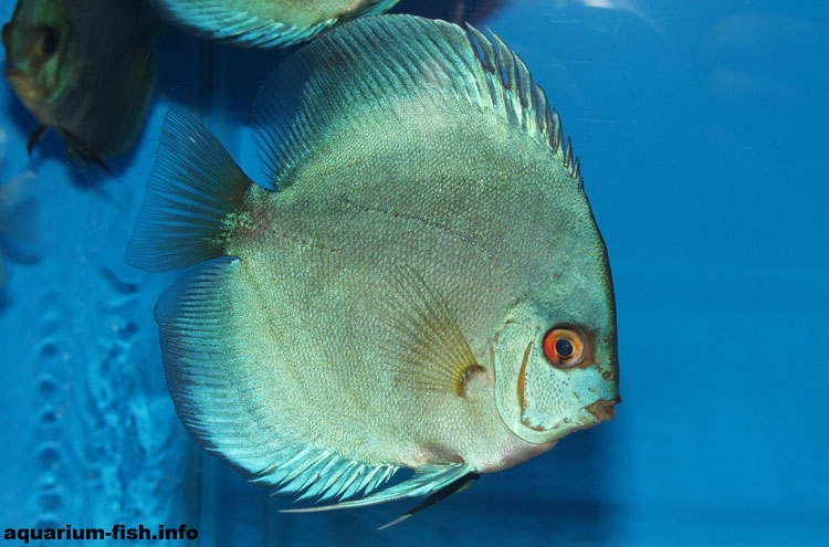 Blue Diamond Discus are another cultivar, and a very attractive and popular one too