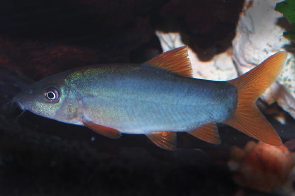 This species has 3 pairs of barbels