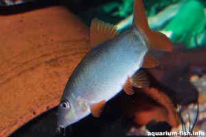 Botia modesta - Red finned loach - This can be an aggressive loach, and should be kept away from smaller species