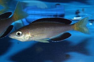 Cyprichromis leptosoma - species Jumbo Kitumba - Species "Jumbo Kitumba"