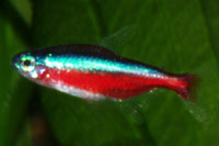 Cardinal tetra (Paracheirodon axelrodi)