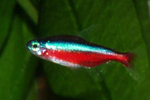 Paracheirodon axelrodi - Cardinal Tetra - One of the most well known and widely kept of all aquarium fish, due to its peaceful temperament and beautiful colouration.