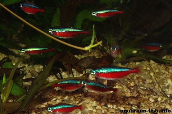 The effect of a large group of cardinals can be quite stunning in a moderately dark, well planted tank