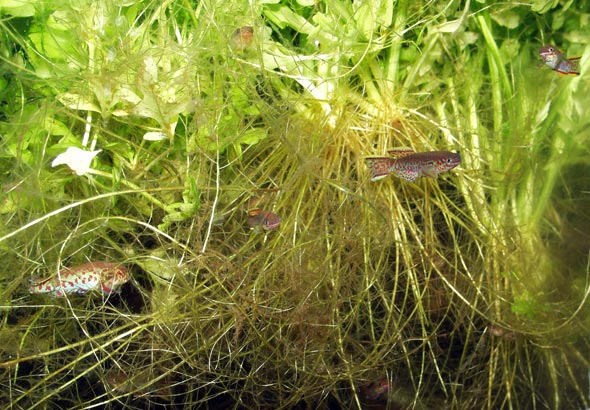 Young Fundulopanchax gardneri killifish amongst thick plantings of Ceratopteris