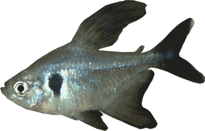 click here for the characin species list