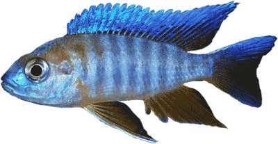 click here for the cichlid species list