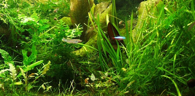 A well-planted community tank