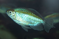 Phenocogrammus interuptus