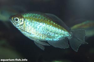 Phenocogrammus interuptus - Congo Tetra - The Congo tetra is one of the larger tetras generally available for the aquarium