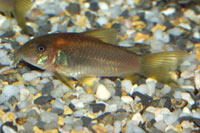 Corydoras aeneus