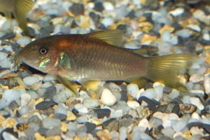 Corydoras aeneus - Bronze corycat, Gold striped cory - The bronze cory is very common across South America, and in the aquarium trade