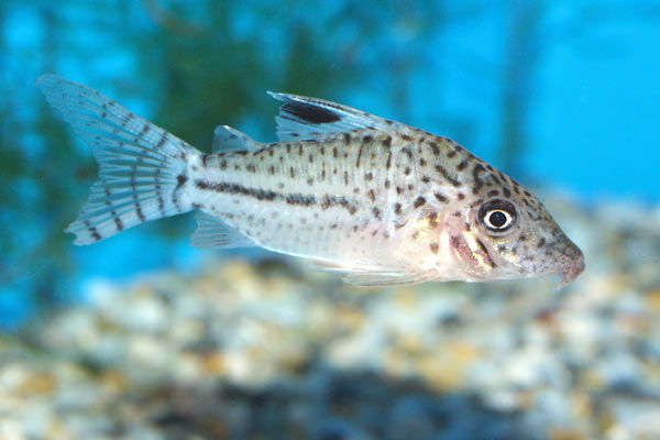 Several species are sold in the aquarium trade as Corydoras leopardus