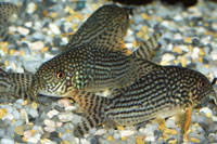 Corydoras sterbai