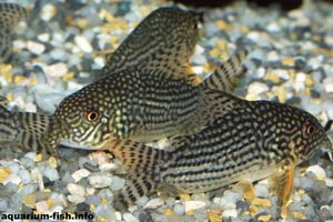 Corydoras sterbai - Sterba