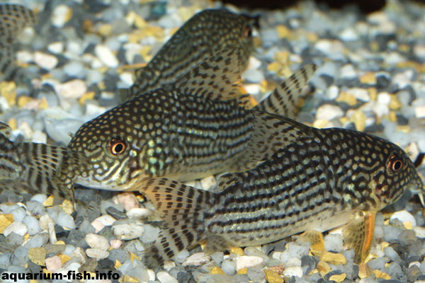 A fine looking Corydoras