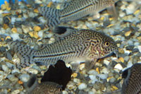 Corydoras julii