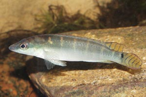 Crenicichla compressiceps -  - Males have stripey tails, females less so