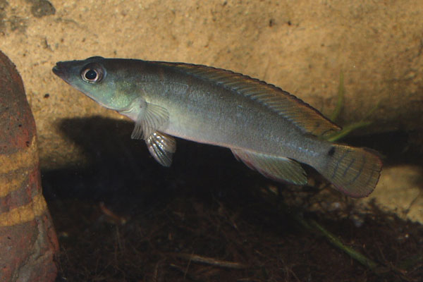 One of the smaller dwarf pike cichlids - Crenicichla compressiceps