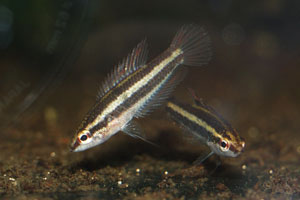 Trichopsis vittata - Croaking gourami - The croaking gourami is a very small fish that prefers a dimly lit shaded aquarium, with significant planting