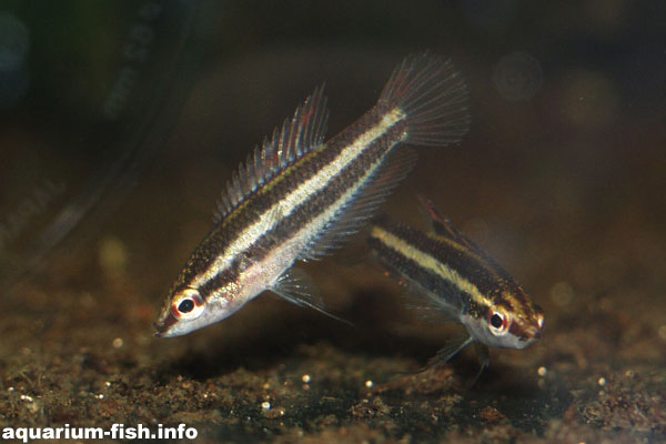 The croaking gourami is a very small fish that prefers a dimly lit shaded aquarium, with significant planting