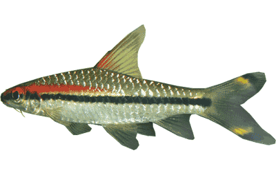 click here for the cyprinid species list