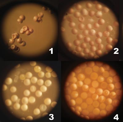 Brineshrimp decapsulation