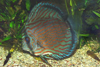 Symphysodon aequifasciatus